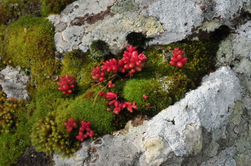 Sedum cearuleum?   S !